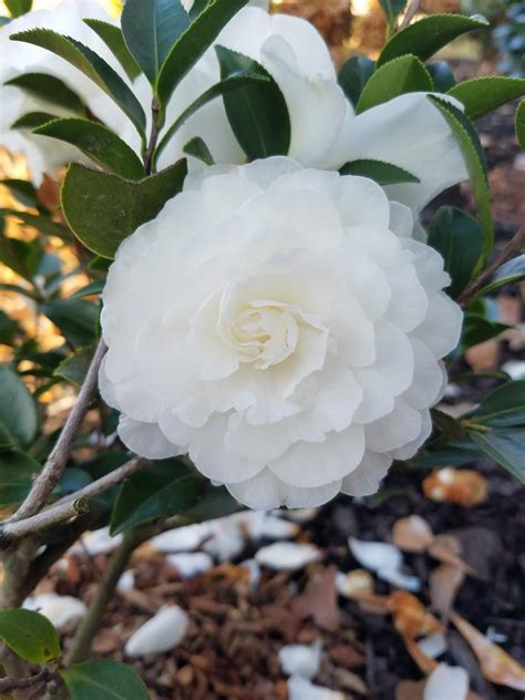 The Symbolism of October Magic White Shi Shi Camellia in Poetry and Literature